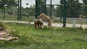 43_2025-06-22-1149-01-_IMG_0595.jpeg
